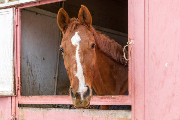 close-up of a horse looking out from his stall window
