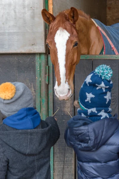 Children feeding a horse in a stable
