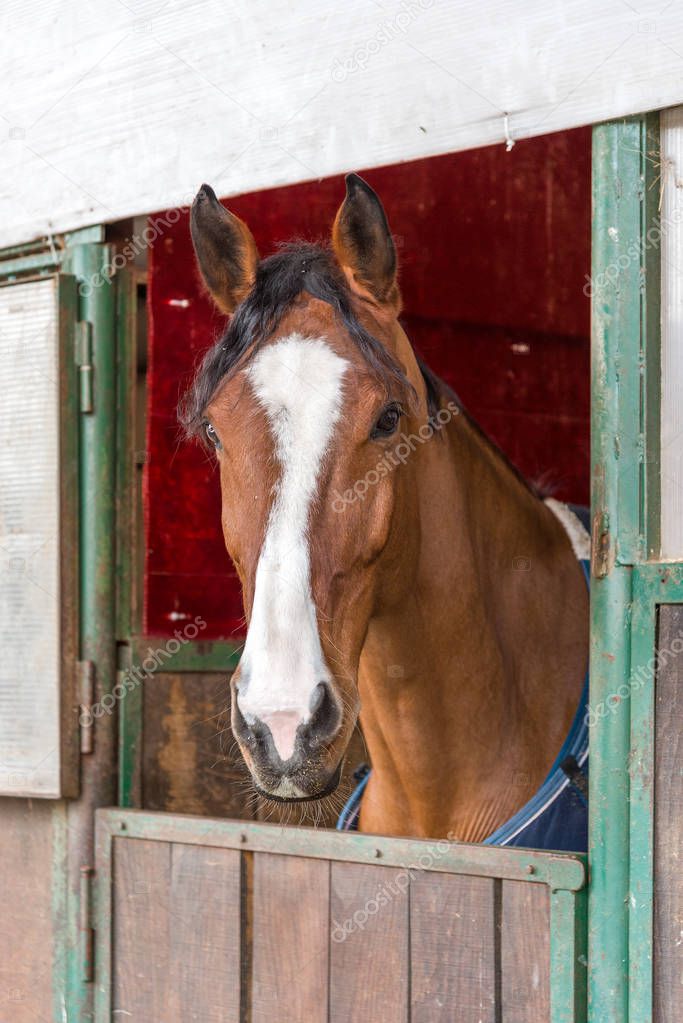 close-up of a horse looking out from his stall window