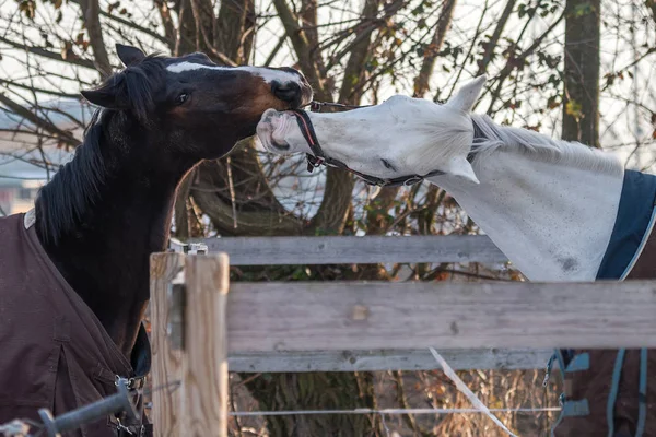 iki at oynarken Close-Up
