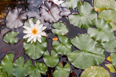 Gölün yüzeyinde sarı polenler olan beyaz nilüfer.