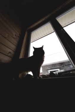 Kedinin üzerine bir pencere önünde güneş silüeti