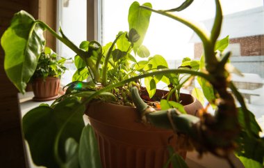 Yakın çekim penceresinde saksıda çiçek.