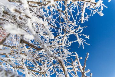 Güneşli bir kış gününde mavi gökyüzüne karşı karla kaplı dallar. Kış manzarası