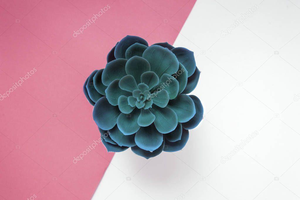Beautiful green succulent isolated on pink background. Flat lay, top view.