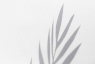 Üstten görünüm güneş ışığı ve Hindistan cevizi gölgesi ile pembe arka plan üzerinde bırakır. seyahat kavramı