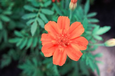 Çiçekler 2019 yılın renk yaşayan mercan. Livingcoral