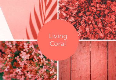 Kolaj 2019 yılın renk yaşayan mercan. Livingcoral