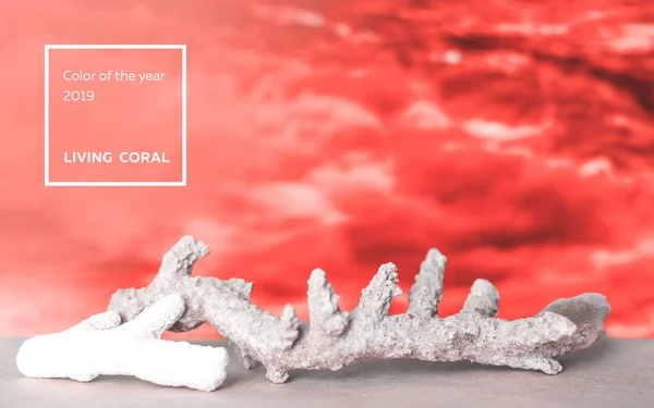 Paleta kolorów z rok 2019 życia koralowców. Livingcoral — Zdjęcie stockowe