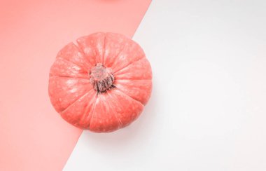sonbaharda hasat. Olgun turuncu beyaz arka plan üzerinde kabak. Sonbahar, Cadılar Bayramı ve Şükran kavramı. Hisse senedi flatlay tarz. Yıl 2019 rengini yaşayan mercan