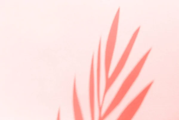 Vista superior sobre fundo rosa com luz solar e sombra de folhas de coco. conceito de viagem. cor do ano 2019 Coral vivo — Fotografia de Stock