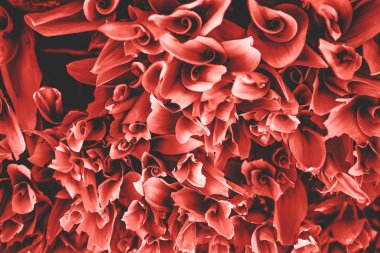 Soyut fotoğraf yıl 2018 ultra violet renkleri bükülmüş yaprakları. Yıl 2019 yaşam mercan rengi. livingcoral