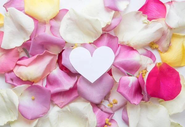 Estilo mínimo. Fotografia de moda minimalista. Rosa pétalas de rosa no fundo branco. Flatlay. Vista superior — Fotografia de Stock