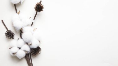 beyaz bir arka plan üzerinde beyaz pamuk dalı, minimalizm