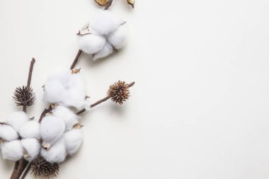 beyaz bir arka plan üzerinde beyaz pamuk dalı, minimalizm