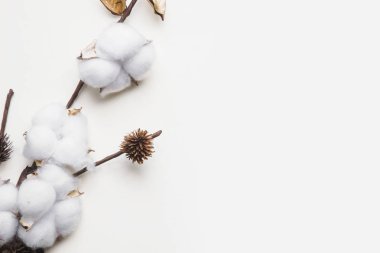 beyaz bir arka plan üzerinde beyaz pamuk dalı, minimalizm