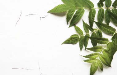 yeşil yaprakları, bitkiler beyaz ahşap arka plan üst görünümünde kenar çerçeve. kopya alanı. düz yatıyordu