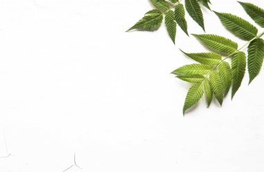 yeşil yaprakları, bitkiler beyaz ahşap arka plan üst görünümünde kenar çerçeve. kopya alanı. düz yatıyordu