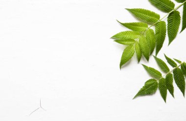 yeşil yaprakları, bitkiler beyaz ahşap arka plan üst görünümünde kenar çerçeve. kopya alanı. düz yatıyordu