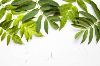 yeşil yaprakları, bitkiler beyaz ahşap arka plan üst görünümünde kenar çerçeve. kopya alanı. düz yatıyordu