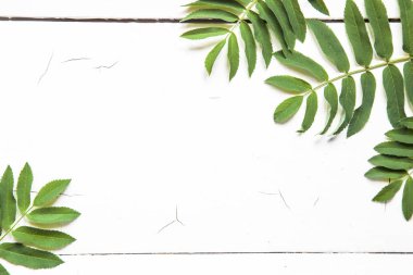 yeşil yaprakları, bitkiler beyaz ahşap arka plan üst görünümünde kenar çerçeve. kopya alanı. düz yatıyordu