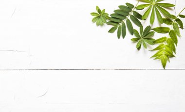 yeşil yaprakları, bitkiler beyaz ahşap arka plan üst görünümünde kenar çerçeve. kopya alanı. düz yatıyordu