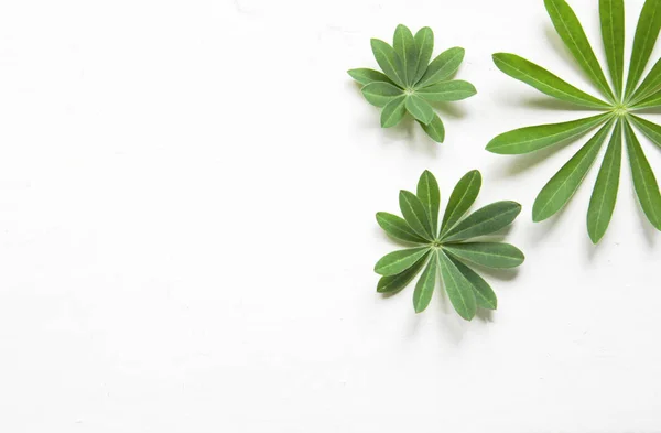 green leaves, plants frame border on white wood background top view. copy space. flat lay