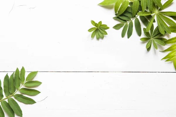 green leaves, plants frame border on white wood background top view. copy space. flat lay