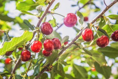 Ağaçta mavi gökyüzüne karşı olgun kiraz