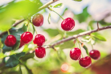 Ağaçta mavi gökyüzüne karşı olgun kiraz