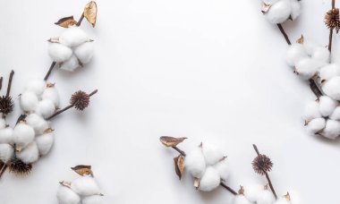 Beyaz arka planda beyaz pamuk dalı, minimalizm, örtü ağı.