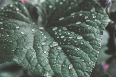 Su üzerinde yeşil yaprak düşer. Yakın çekim. Sonra yağmur çiy