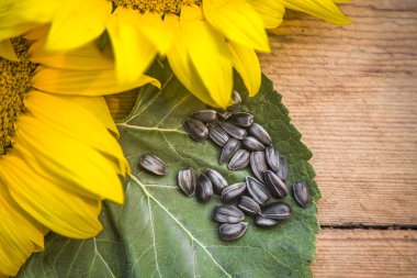 Taze ayçiçeği tohumları. Ahşap arka planda makro çekim