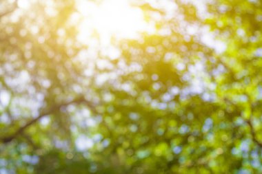 Gökyüzüne karşı bir ağacın bulanık görüntüsü. Işık parıltısından Bokeh. Yaz doğal arka plan