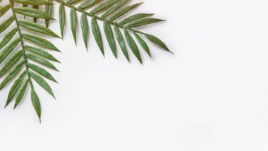 Yeşil palmiye yapraklı çiçekli konsept gri mermer arka plan görünümlü model, düz doğa beyaz