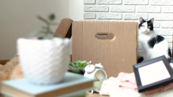 Close-up of a cardboard box for relocation. woman puts things up. accelerated shooting. — Stock Video