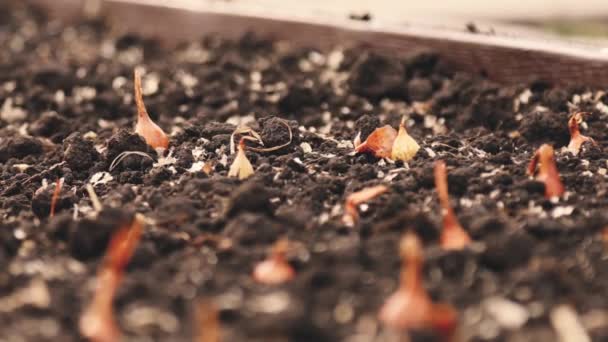 Primer plano de las manos femeninas con guantes. Plantar cebollas en primavera en la cama del jardín — Vídeo de stock