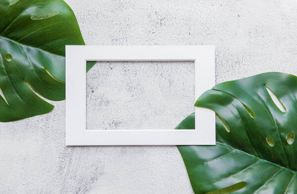 Зеленый лист пальмы монстра природы с белой рамкой текстовое поле для представления фона или текстуры - природные или окружающей среды концепции
.