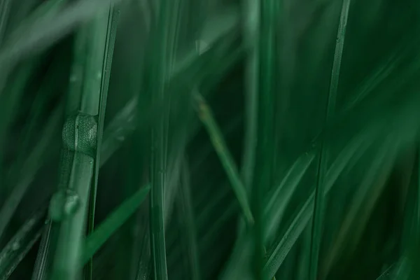 Gotas de água no verão de grama verde fresco. orvalho da manhã — Fotografia de Stock