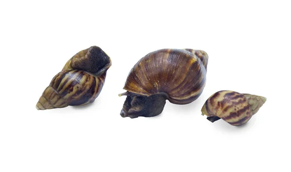 Three African Giant Snails Isolated White Background Clipping Path Classified — Stock Photo, Image