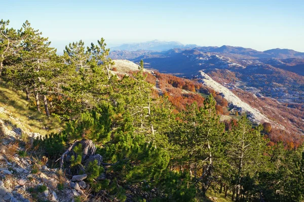 Hermoso Paisaje Montaña Otoño Con Bosque Pinos Verdes Una Ladera — Foto de Stock