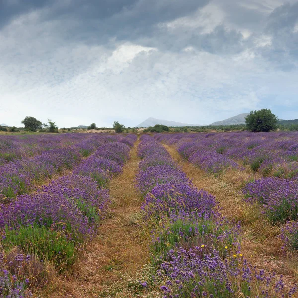 Beautiful Atmospheric Landscape Field Lavender Dinaric Alps Bosnia Herzegovina Republika — Stock Photo, Image