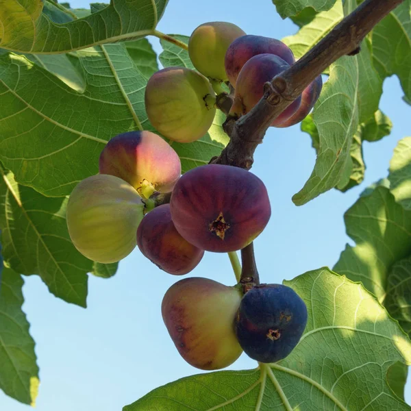 Olgunlaşma Çeşitli Aşamalarında Renkli Meyve Ile Incir Ağacı Ficus Carica — Stok fotoğraf