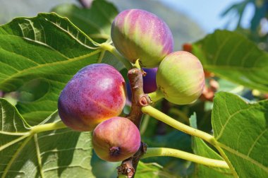 Yeşil yaprakları ve renkli meyveler incir ağacı (Ficus carica) Şubesi