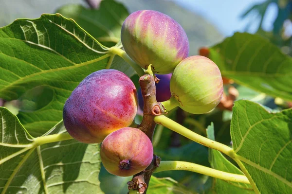 Yeşil Yaprakları Renkli Meyveler Incir Ağacı Ficus Carica Şubesi — Stok fotoğraf