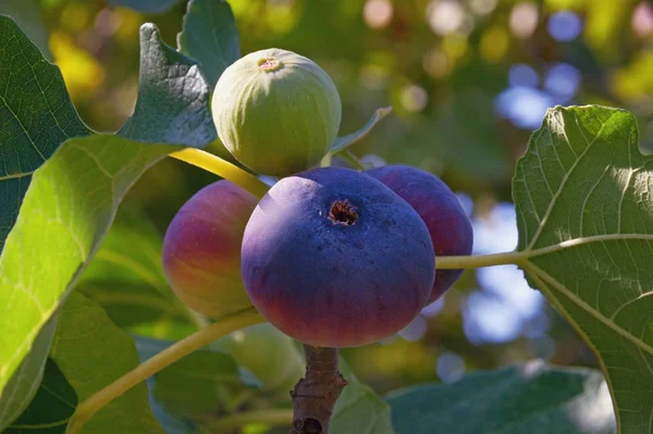 Zweig Des Feigenbaums Ficus Carica Mit Leuchtend Bunten Früchten Verschiedenen — Stockfoto