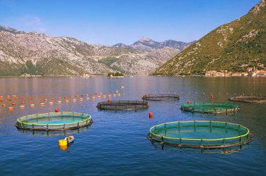 Balık çiftliği. İki küçük ada Kotor Koyu'nun Karadağ, Adriyatik Denizi manzaralı