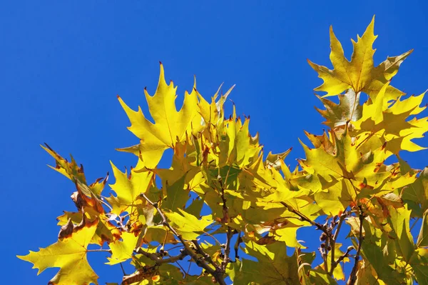 Ősszel Sárga Levelek Ellen Blue Sky Napsütéses Napon Keleti Platánfa — Stock Fotó