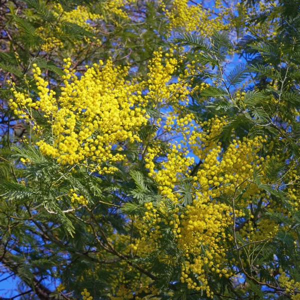 Primavera Flores Amarelas Brilhantes Acacia Dealbata Mimosa — Fotografia de Stock
