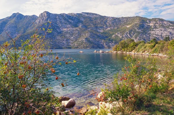Beautiful Autumn Mediterranean Landscape Montenegro Adriatic Sea Bay Kotor Pomegranate — Stock Photo, Image